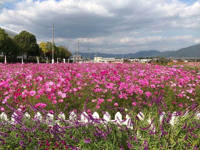 🌸 꿈 코스모스 동산(유메 코스모스 엔) 이미지 1